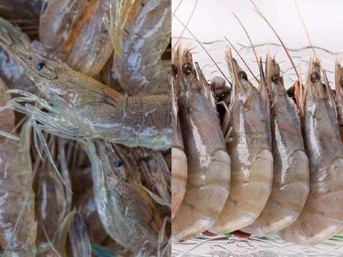 海虾养殖爆料视频播放大全,爆款视频带你探秘养殖全过程